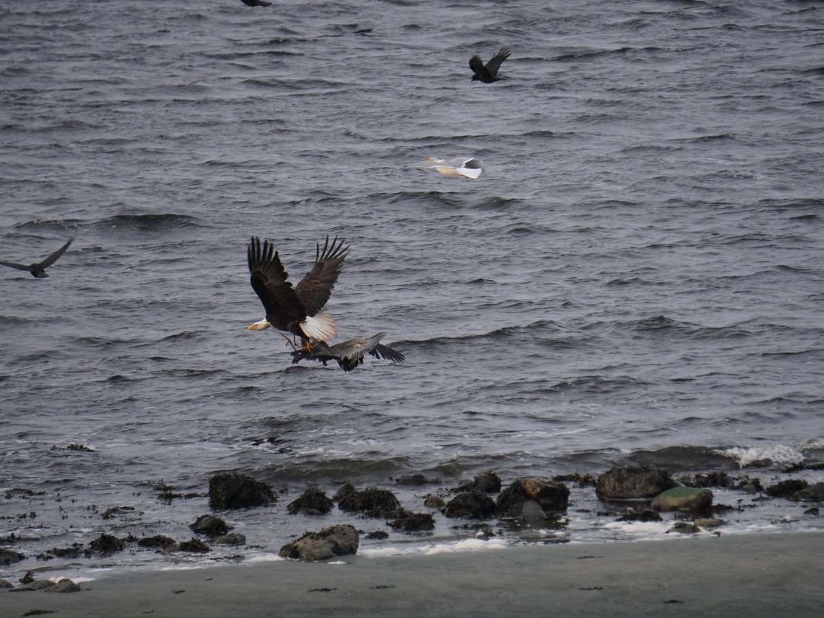 Sea Kayak Trips Around Port&nbsp;McNeill